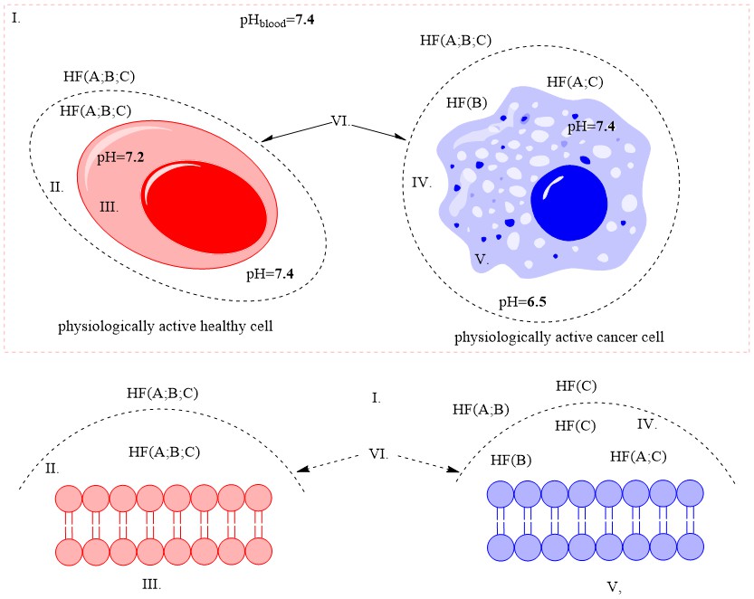 Schematic representation of the type of hydrolysis of amide and carboxylic acid derivatives of nitrile (cyano) glycosides around a physiologically active cancer and healthy cell | Tsanov
